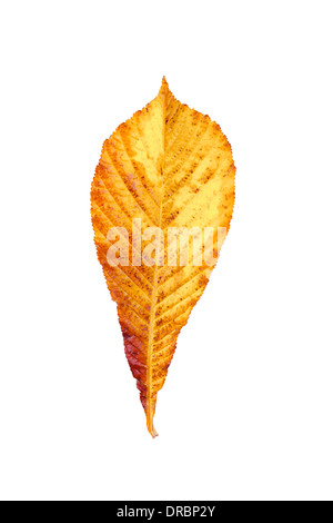 Nahaufnahme der gelben und braunen Kastanien Blatt isoliert auf weißem Hintergrund. Stockfoto