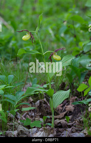 Cypripedium Calceolus Frauenschuh Frauenschuh Stockfoto