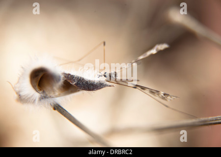 Nahaufnahme einer Kran-Fliege auf einer Pflanze, auch bekannt als Daddy Langbein. Stockfoto