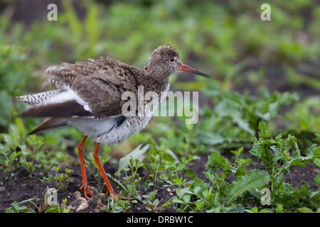 Tringa Totanus gemeinsame Rotschenkel Rotschenkel Stockfoto