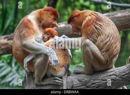 Familie. Familiäre Betreuung. Lange Nase Affen - Rüssel. Insel Borneo, Malaysia. Stockfoto