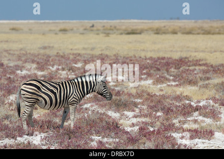 Zebra in der Savanne Stockfoto