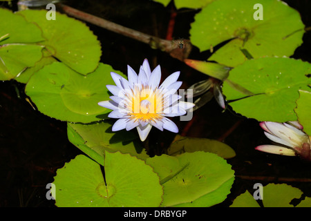 Nymphaea Caerulea, auch bekannt als die blaue ägyptischen Wasserlilie oder Heilige Blaue Lilie, im Kirstenbosch National Botanical Gardens. Stockfoto