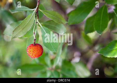 Reife Erdbeerbaum Frucht (Madroño, Corbezzolo) Reifung im Straberry Baum. Selektiven Fokus auf Früchten. Stockfoto
