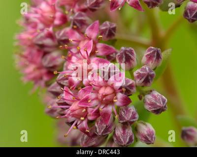 Indigen, Sedum telephium Stockfoto