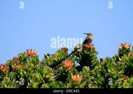 Cape Valleys (Promerops Cafer) thront auf Protea Busch am Cape Point im Naturschutzgebiet Kap der guten Hoffnung. Stockfoto