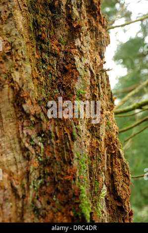 Wellingtonia Stamm / Rinde, Sequoiadendron Giganteum Stockfoto