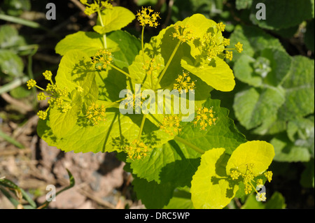 Perfoliate Alexanders, Smyrnium perfoliatum Stockfoto