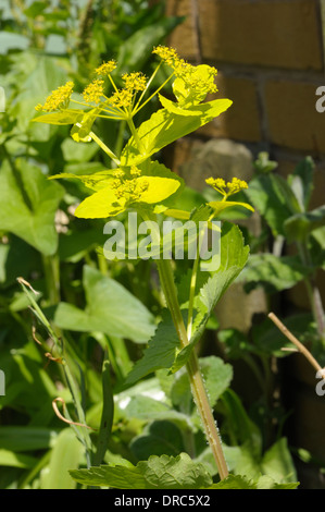 Perfoliate Alexanders Smyrnium perfoliatum Stockfoto