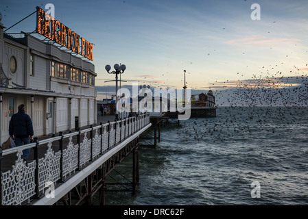 Starling Murmuration über Brighton Pier im Winter Sonnenuntergang. Stockfoto