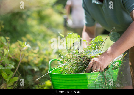 Der Mann im Garten Jäten hautnah Stockfoto