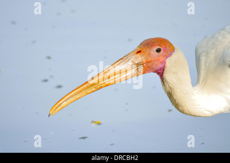 Ein Porträt von einem milchigen Storch Stockfoto