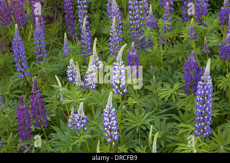 Lila und blaue Blumen Stockfoto