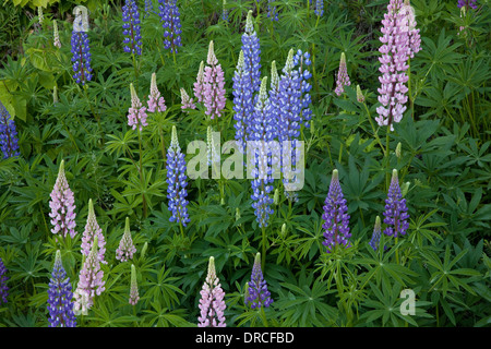 Blau, rosa und lila Blumen Stockfoto