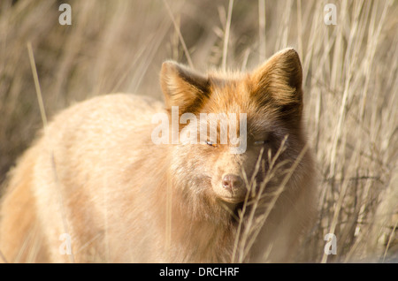 Roter Fuchs schlich in hohe Gräser Stockfoto