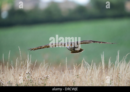 Europäische Uhu (Bubo Bubo). Gefangener Vogel im Flug Stockfoto