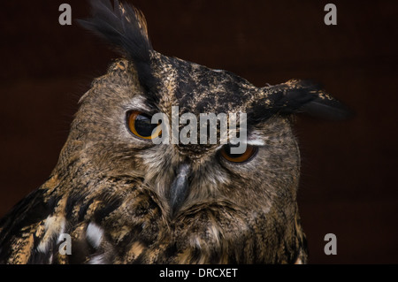 Portrait von Long-Eared Eule (Asio otus) Stockfoto