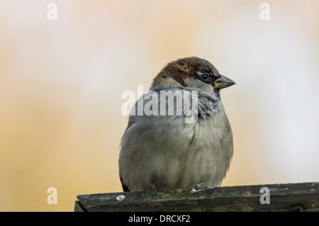 Spatz, hocken auf Holzzaun Stockfoto