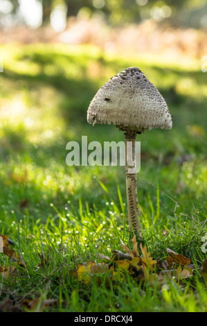 Der Sonnenschirm Pilz Macrolepiota procera oder Lepiota Procera Pilz Stockfoto