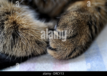 Ein paar von Tabby Katzenpfoten zusammengerollt Stockfoto