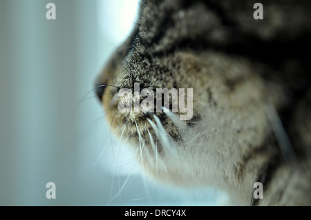 Tabby Katze Nase und Schnurrhaare Stockfoto