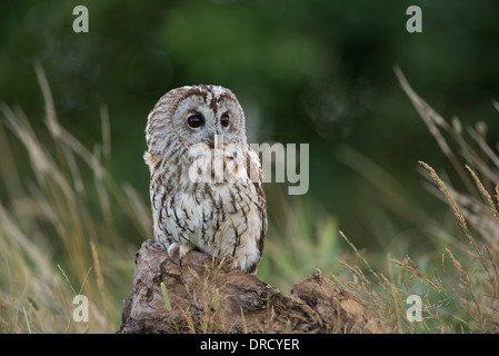 Waldkauz (Strix Aluco) thront auf einem Baumstumpf. Stockfoto