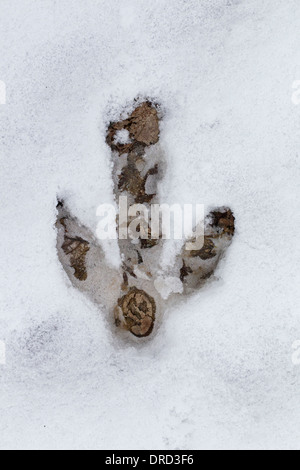 Größere Rhea / Ñandú (Rhea Americana) Fußabdruck im Schnee im Winter, flugunfähigen Vogel östlichen Südamerika heimisch Stockfoto