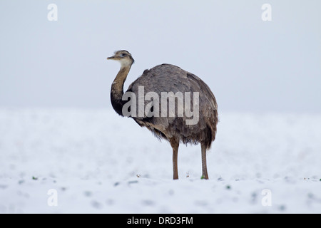 Größere Rhea / Ñandú (Rhea Americana) männlichen im Schnee im Winter, flugunfähigen Vogel östlichen Südamerika heimisch