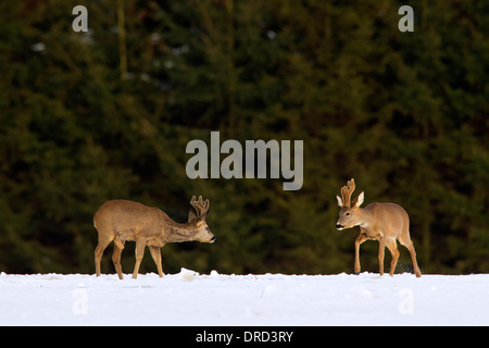 Reh (Capreolus Capreolus), zwei Böcke mit Geweih in samt treffen im Feld am Waldrand im Schnee im Winter abgedeckt Stockfoto