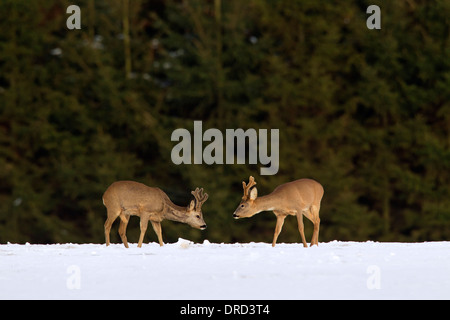 Reh (Capreolus Capreolus), zwei Böcke mit Geweih in samt treffen im Feld am Waldrand im Schnee im Winter abgedeckt Stockfoto