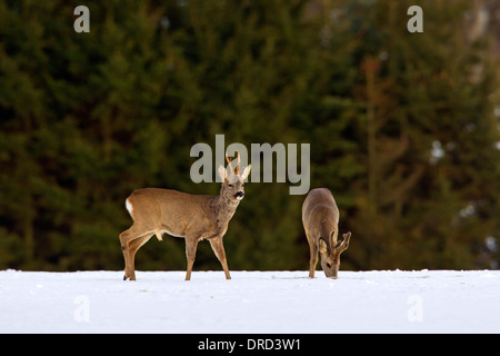 Reh (Capreolus Capreolus) zwei Böcke mit Geweih in samt Nahrungssuche im Feld am Waldrand im Schnee im Winter abgedeckt Stockfoto