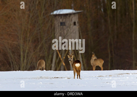 Reh (Capreolus Capreolus), drei Böcke mit Geweih in samt Futtersuche am Waldrand im Schnee im Winter abgedeckt Stockfoto