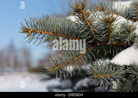 Nahaufnahme des grünen Tannennadeln bedeckt in frischen weißen Schnee mit einem Winter-Landschaft-Hintergrund unter einem sonnigen blauen Himmel Stockfoto