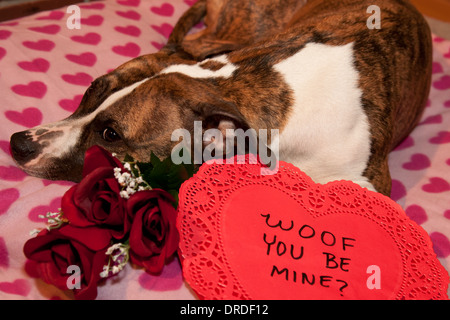 Happy Valentinstag Stockfoto