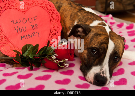 Happy Valentinstag Stockfoto