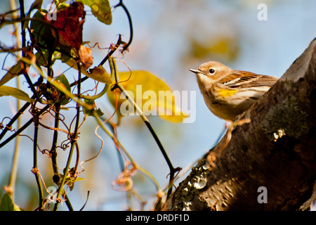 Gelb-Psephotus Warbler Stockfoto