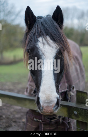 Porträt eines Pferde-Kopf am Straßenrand. Stockfoto