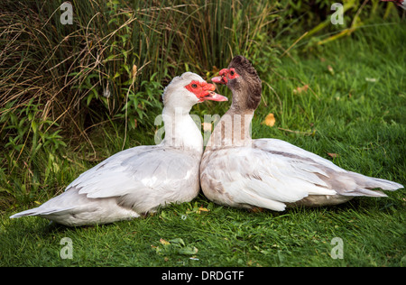 Barbarie-Ente Cairina Moschata Wetlands Centre London England Great Britain UK Stockfoto
