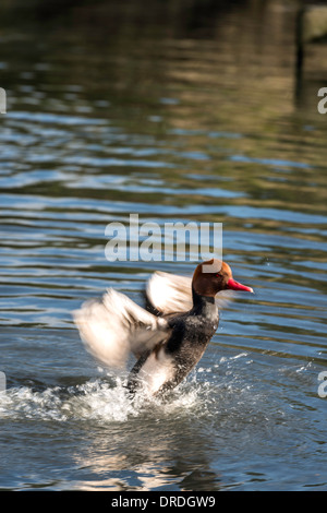 Rot-crested Tafelenten Netta Rufina bei WWT London Wetland Centre Barnes London Großbritannien UK Europe Stockfoto