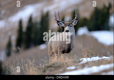 Ein Erwachsener Mule Deer Buck stehend auf einem Hügel in Jasper Nationalpark, Alberta, Kanada. Stockfoto