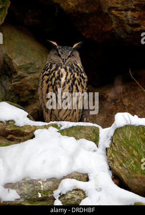 Große oder nördlichen Uhu (Bubo Bubo) nisten in einer Mulde in den Felsen. Stockfoto