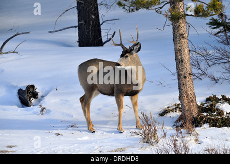 Ein Mule Deer Buck, stehend auf einem Hügel in ländlichen Alberta Kanada im Rückblick. Stockfoto