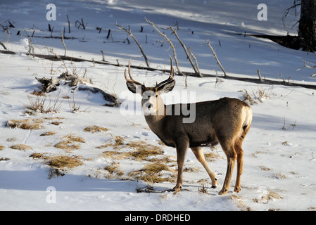 Ein Mule Deer Bock stehend auf einem bewaldeten Hügel Stockfoto