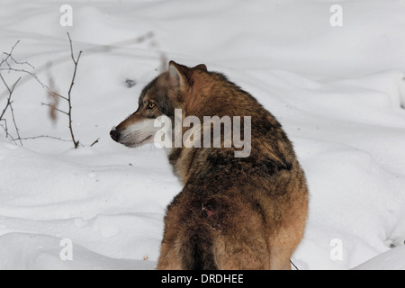 MG 8358 N graue Wolf (Canis Lupus) .jpg Stockfoto