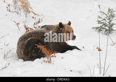 Braunbär (Ursus Arctos) im Winterquartier Nadel- und gemischte Holz Stockfoto