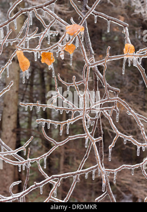 Schöne Äste nach einem Eissturm beschichtet. Stockfoto