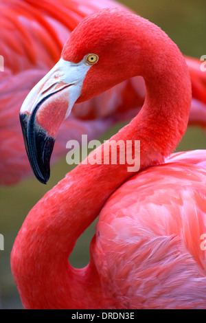 Die Karibik Flamingo Stockfoto