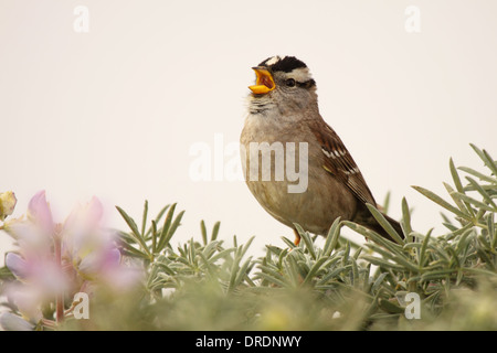 Ein White – gekrönter Spatz singen kühn. Stockfoto