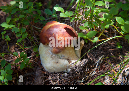 Nahaufnahme von einem wilden Pilzzucht in Pecos Wilderness außerhalb von Santa Fe, New Mexico. Stockfoto