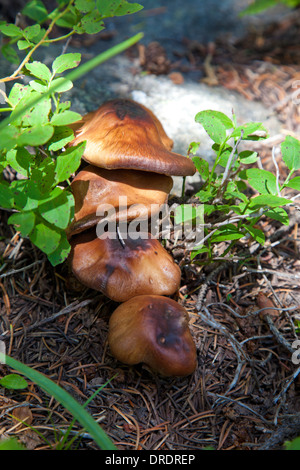 Nahaufnahme der wilden Pilze wachsen in Pecos Wilderness außerhalb von Santa Fe, New Mexico. Stockfoto